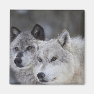 Varger (Canus lupus) från västra Yellowstone. Magnet