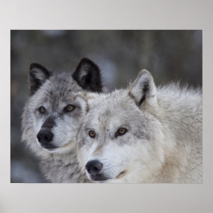 Varger (Canus lupus) Väster Yellowstone Poster