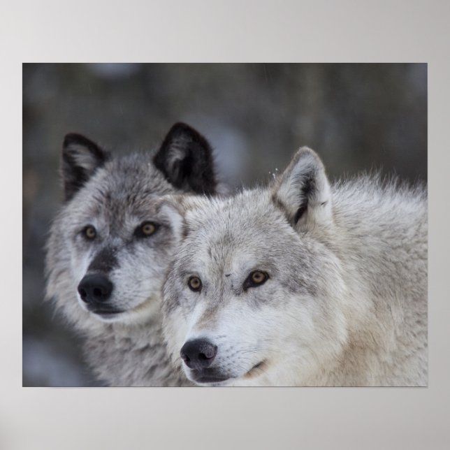 Varger (Canus lupus) | Väster Yellowstone Poster (Framsidan)