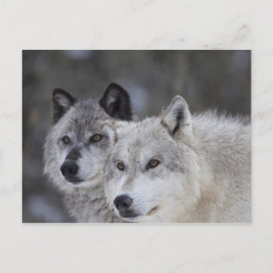 Varger (Canus lupus) Väster Yellowstone Vykort