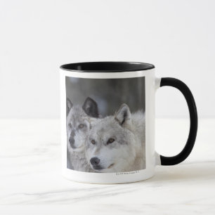 Varger (Canus lupus) västra Yellowstone Mugg
