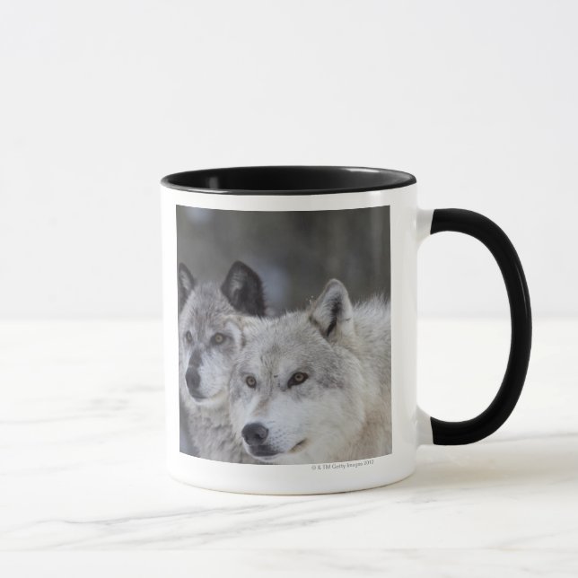 Varger (Canus lupus) | västra Yellowstone Mugg (Höger)
