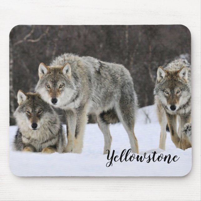Varger för musslor med betongad-Yellowstone Musmatta (Framsidan)