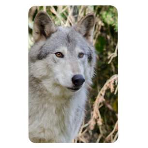Vargporträtt Magnet