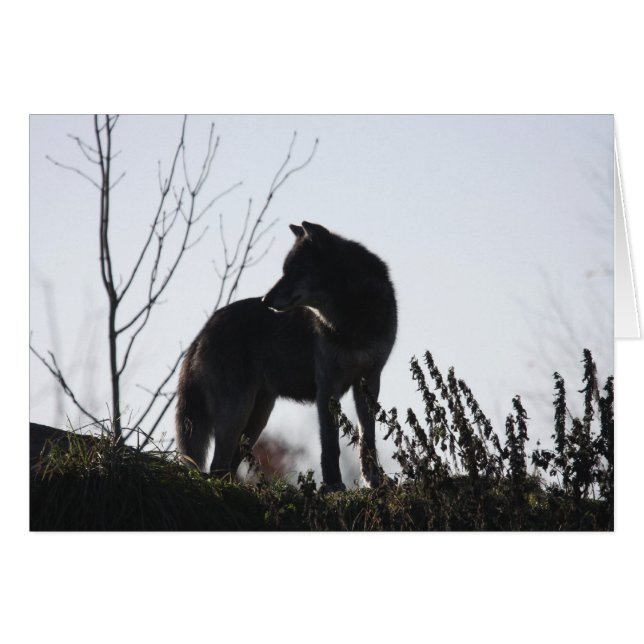 vargsilhouette hälsningskort (Framsidan Horizontal)