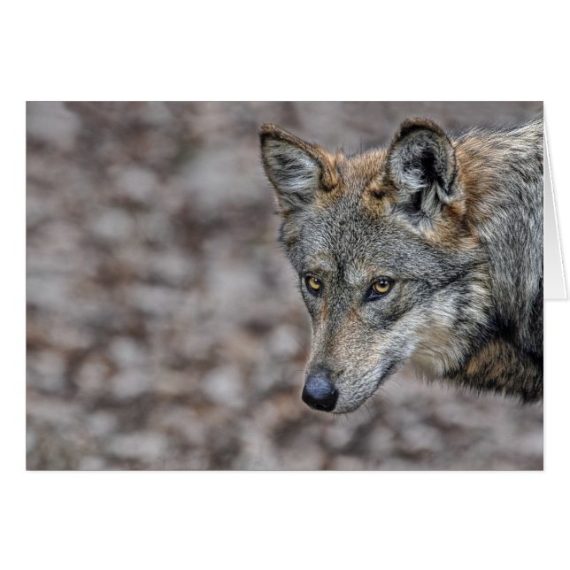 Vargskymtkort Hälsningskort (Framsidan Horizontal)