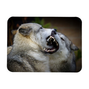 Vargslagsmål Magnet