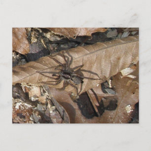 Vargspindel (Gladicosa gulosa) vykort