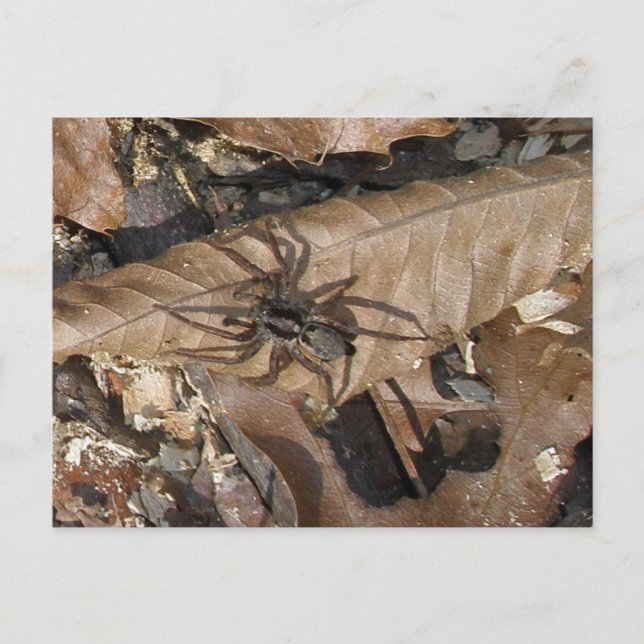 Vargspindel (Gladicosa gulosa) vykort (Framsida)