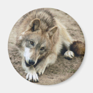Vargvargmagnet Magnet