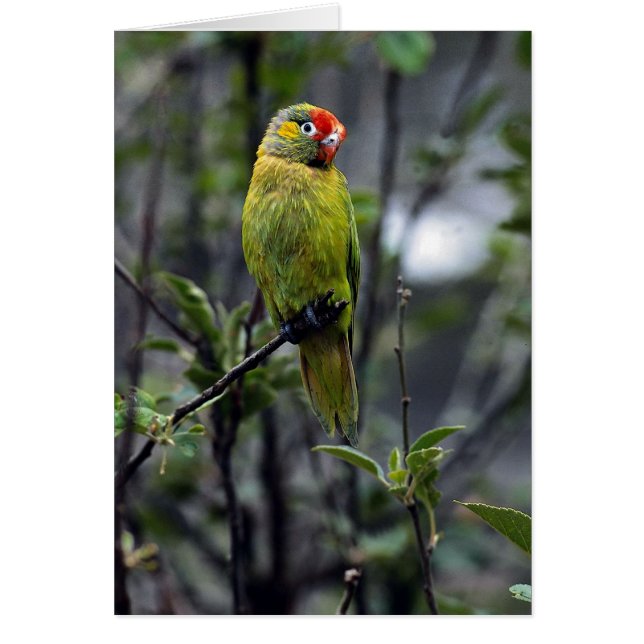 Varied lorikeet, Australien Hälsningskort (Framsidan)