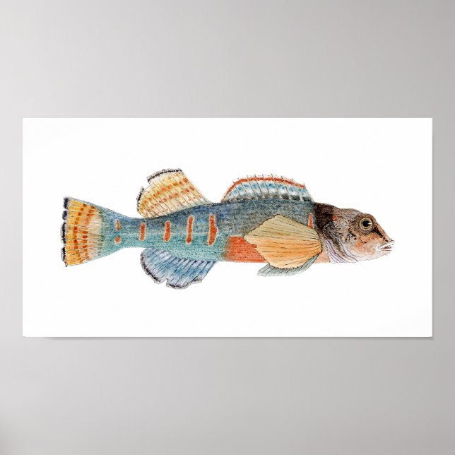 Variegate Darter Poster (Framsidan)