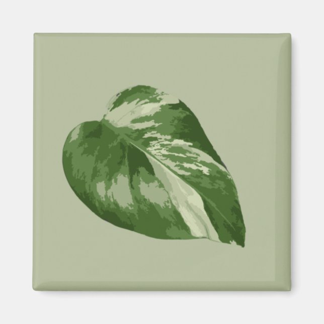 Variegated Monstera Albo Magnet (Framsidan)
