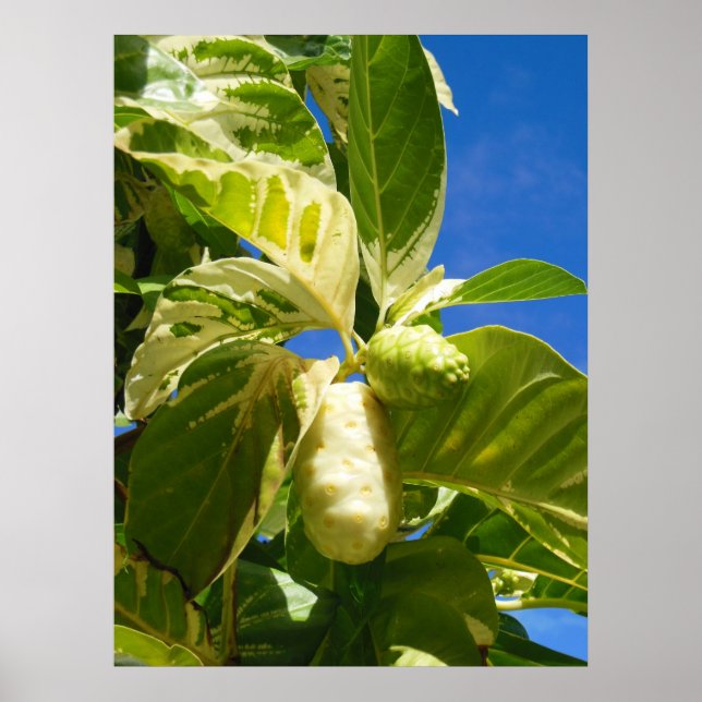 Variegated Noni Fruit Poster (Framsidan)