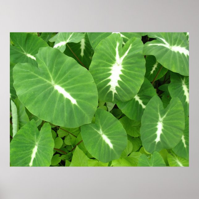 Variegated Taro Poster (Framsidan)