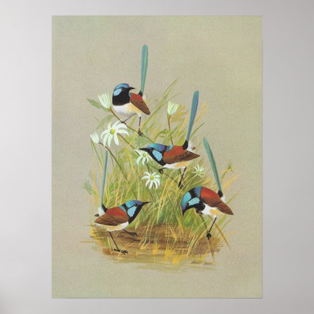 Variegated Wren - Malurus lamberti Poster (Framsidan)