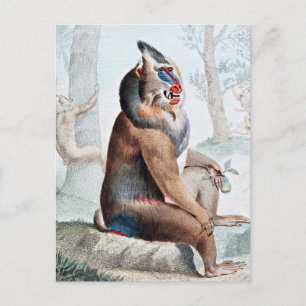 Variegerad Baboon Vintage Art Vykort