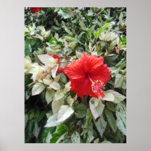 Variegerad Hibiscus Poster