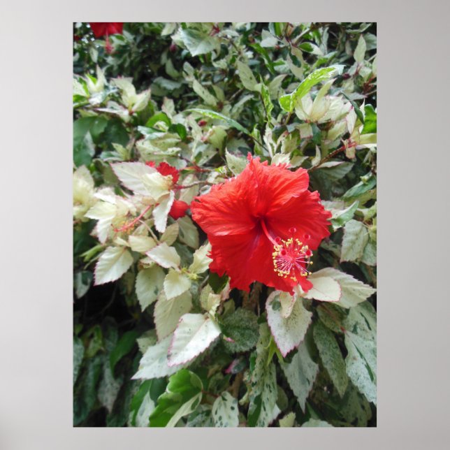 Variegerad Hibiscus Poster (Framsidan)