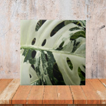 Variegerad monstera Plant Botanical