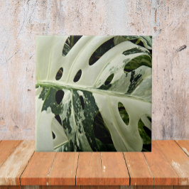 Variegerad monstera Plant Botanical Kakelplatta