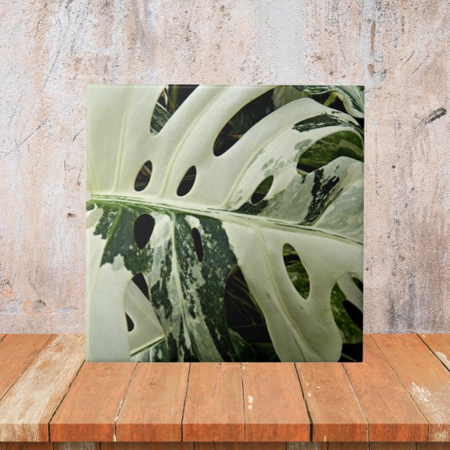Variegerad monstera Plant Botanical Kakelplatta (In Situ)