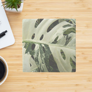Variegerad monstera Plant Botanical Stenunderlägg