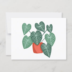 Variegerad monstera vykort