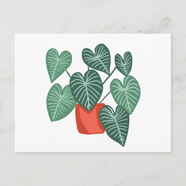 Variegerad monstera vykort (Framsida)