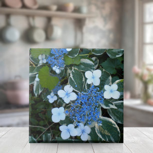 Variegerat blått Hydrangea Kakelplatta
