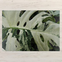 Variegerat monstera Plant botaniskt medium