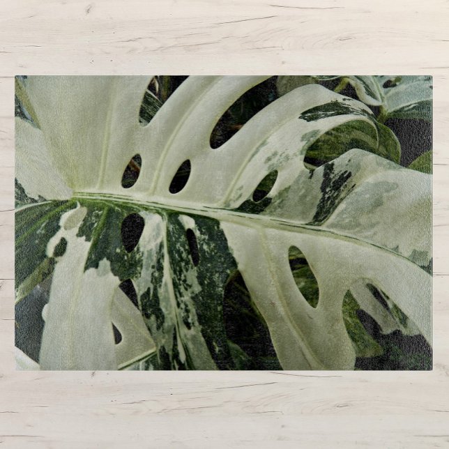 Variegerat monstera Plant botaniskt medium (In Situ)