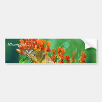 Varigated fritillary på fjärilsogräs