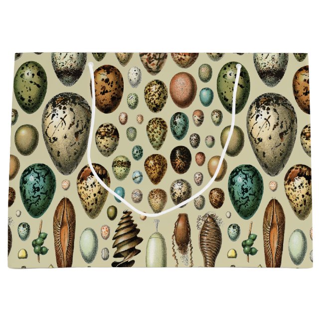Various kinds of Egg Scientific Illustration (Framsidan)
