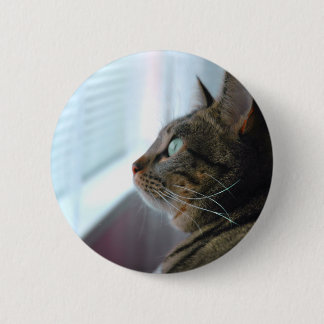 Varje beskådar kattungen utanför knapp