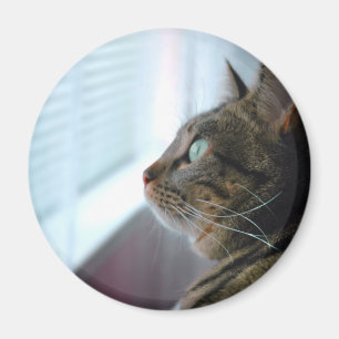 Varje beskådar kattungen utanför magnet
