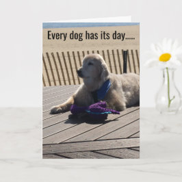 Varje Hund har sin dag, varje dag! - Kort