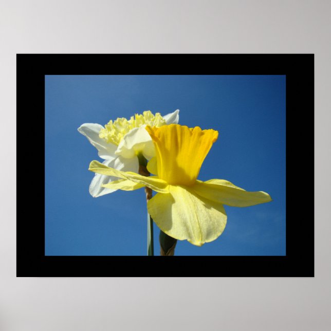 Vårkonsttryck Gula Narcisser Blå Himmel Poster (Framsidan)