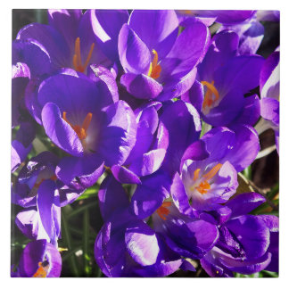 VÅRKROKUS KAKELPLATTA