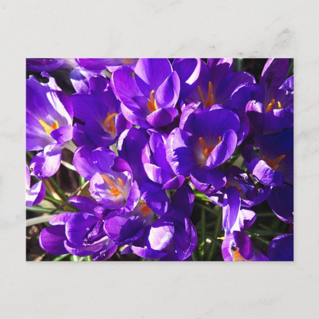 VÅRKROKUS VYKORT (Framsida)