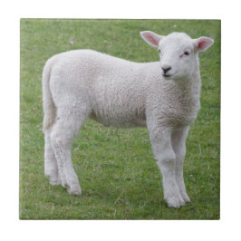 Vårlamb Kakelplatta