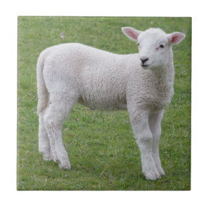 Vårlamb Kakelplatta