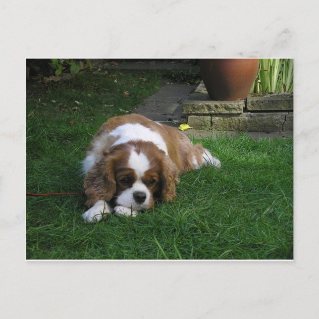 Världens bästa Hund är Hungrig Vykort (Framsida)