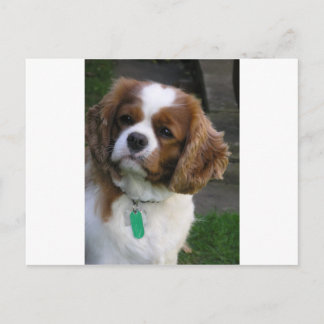 Världens bästa Hund Vykort