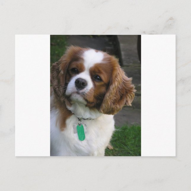 Världens bästa Hund Vykort (Framsida)