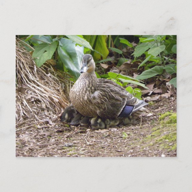 Världens bästa Mor Vykort (Framsida)