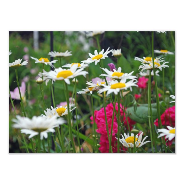 Världens blommor fototryck (Framsidan)