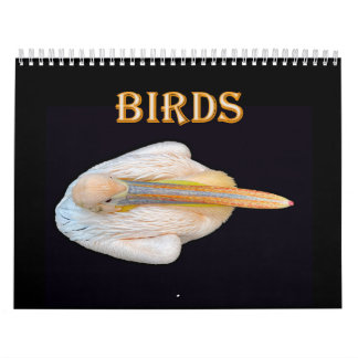 världens fåglar kalender