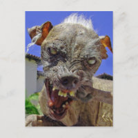 Världens fulaste Hund