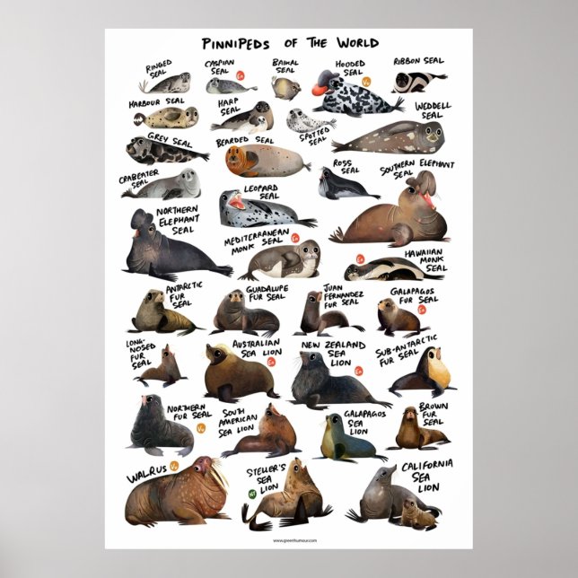 Världens Pinnipeds Poster (Framsidan)